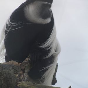 Black and white colobus