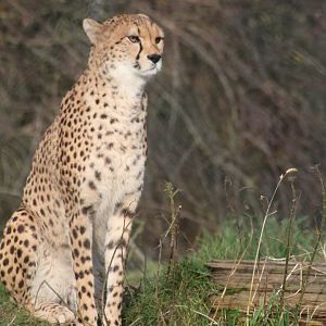 Northern cheetah