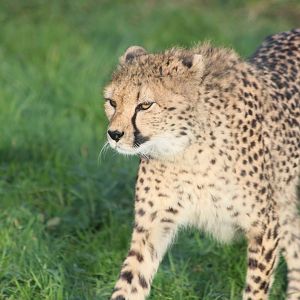 Northern cheetah