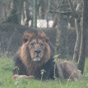 Asiatic lion