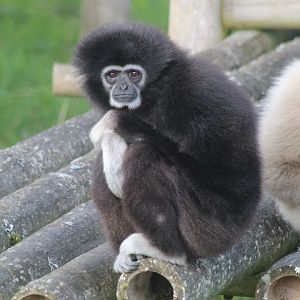 Lar gibbon