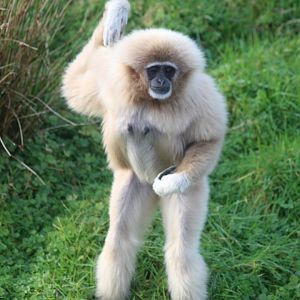 Lar gibbon