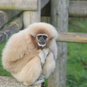 Lar gibbon