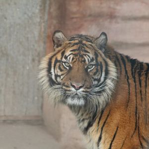 Sumatran tiger