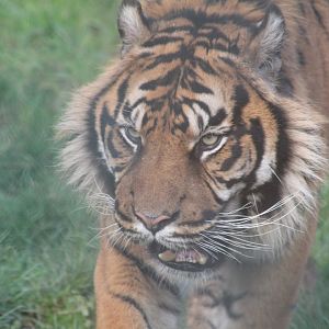 Sumatran tiger
