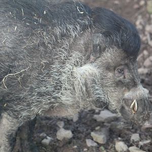 Male Visayan warty pig