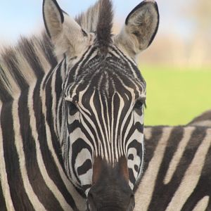 Plains zebra