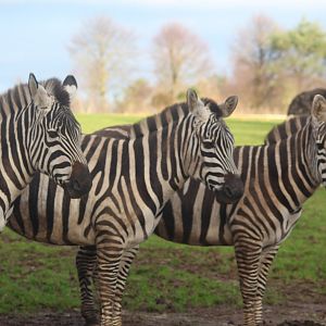 Plains zebra