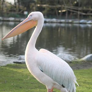 Great white pelican
