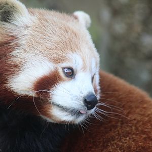 Red panda