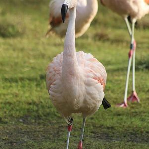 Chilean Flamingo