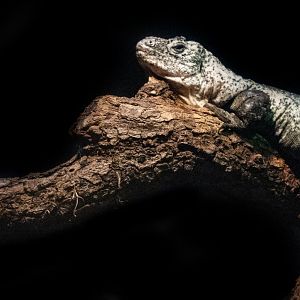 Jan. 2022 - Range of the Jaguar - The Lost Temple - Utila Spiny-tailed Iguana