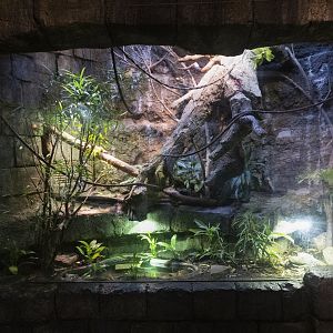 Jan. 2022 - Range of the Jaguar - The Lost Temple - Utila Spiny-tailed Iguana/Crested Green Basilisk/Aquatic Box Turtle Exhibit