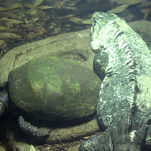 ID Help - Utila Spiny-tailed Iguana & a...???