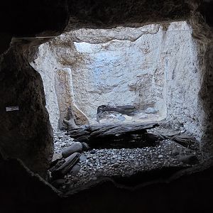 Neotropical rattlesnake and Mexican beaded lizard enclosure