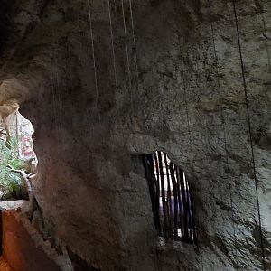 Barred Owl enclosure