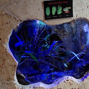 Red eyed tree frog terrarium and signage