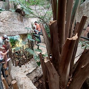 Morelet's crocodile and Painted wood turtle enclosures