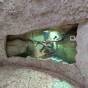 Spiny tailed Iguana exhibit