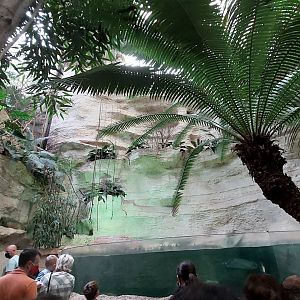 Caribbean Creatures tank