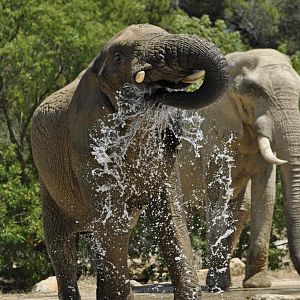 African elephant