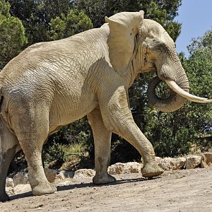 African elephant Ndume