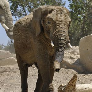 African elephant Csami