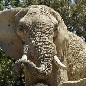 African elephant Ndume