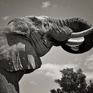 African elephant Ndume