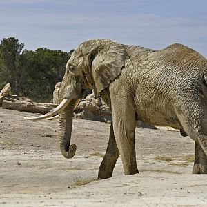 African elephant Ndume