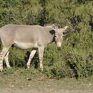 African wild ass
