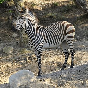 Hartmann zebra