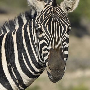 Grant zebra