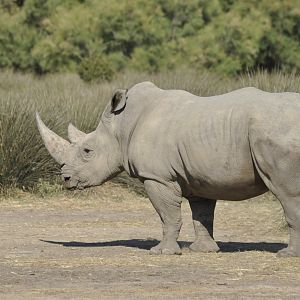 White rhinoceros