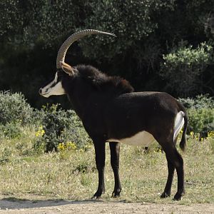 Sable antelope