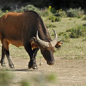Forest buffalo