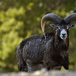 Méditerranean Muflon