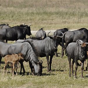 Southern wildebeest