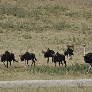 Southern wildebeest