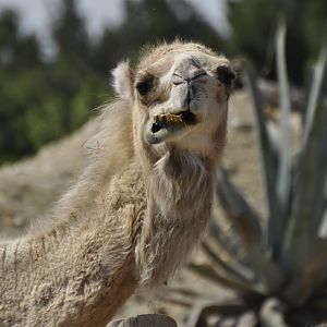 Dromedary