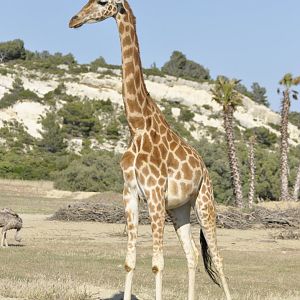 Kordoffan giraffe