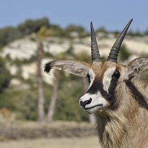 Roan antelope