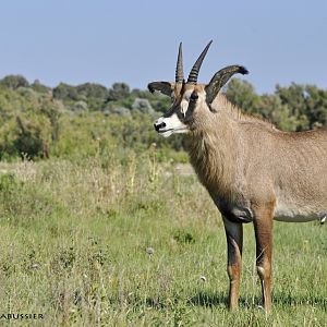 Roan antelope
