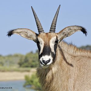 Roan antelope