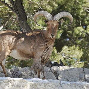 Aoudad