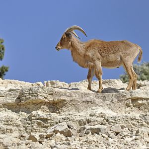 Aoudad