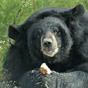 Asian black bear