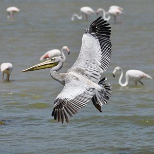Pink-backed pelican