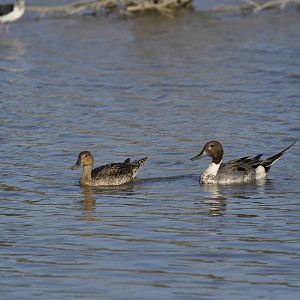 Wild northern pintail