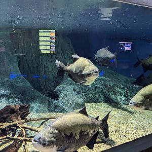 Black Pacu